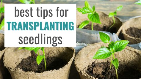 How To Transplant Seedlings Into The Garden Successfully Plus Common