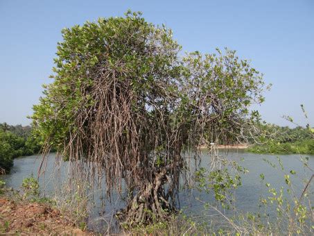 Free Images : tree, forest, swamp, river, wildlife, soil, flora ...