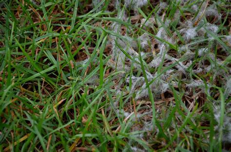 How Do You Treat Snow Mold In The Lawn The Life Elevation