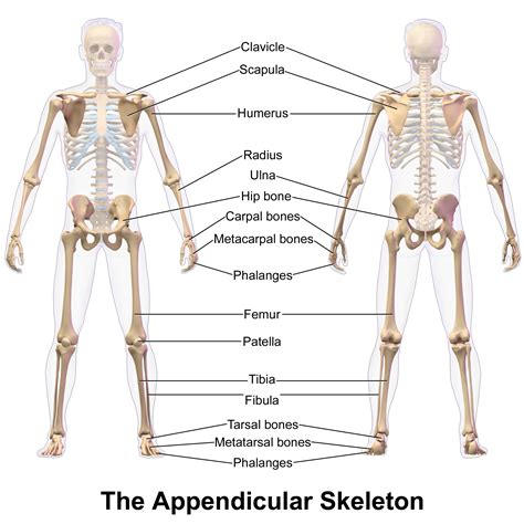 Appendicular Skeleton Worksheets