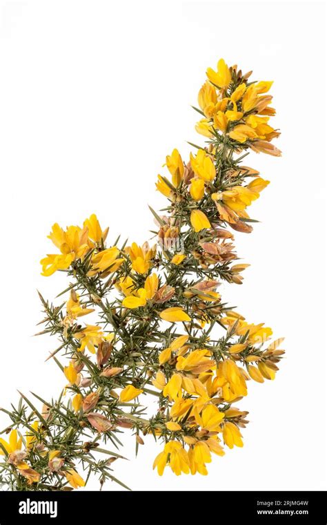 Yellow gorse flowers and spines are isolated against a white background ...