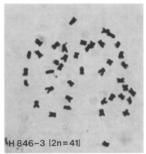 Somatic Mitotic Metaphase Chromosomes Of A Maal With 2n 41