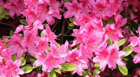 35 Different Types of Flowering Azalea Varieties