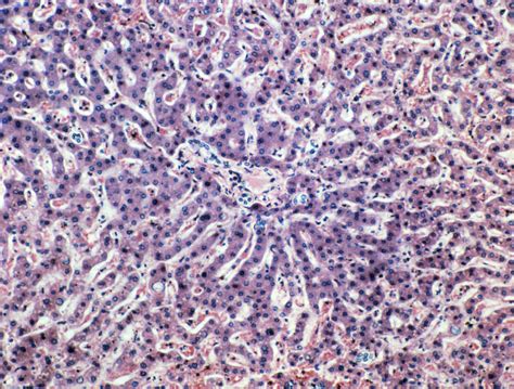 Liver Cell Structure