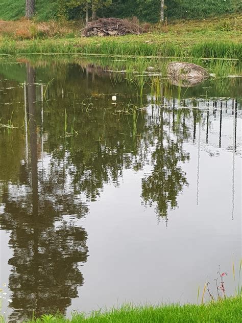 Wetlands provide habitat for many amphibians and dragonfly | GEO Foundation