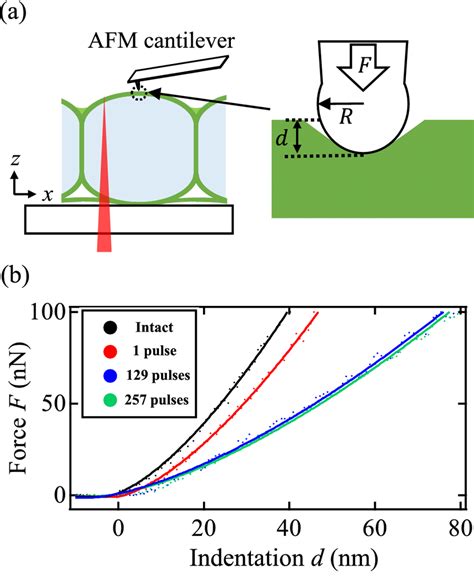 Analysis Of Force Indentation Curves By Hertz Contact Theory A Download Scientific Diagram