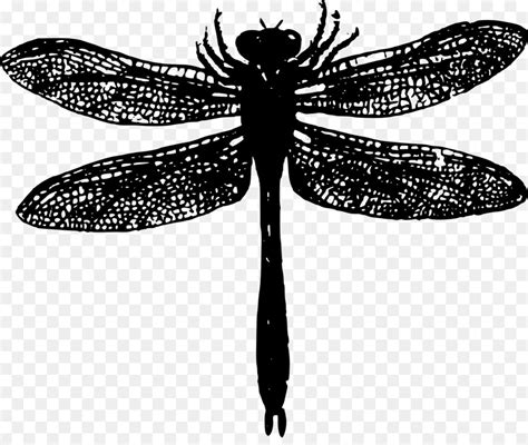 Libellula Insetto Farfalla Clip Art Dragon Fly Scaricare Png