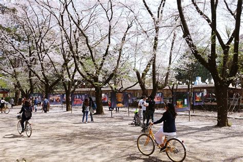 nami island cherry blossoms - Living + Nomads – Travel tips, Guides ...