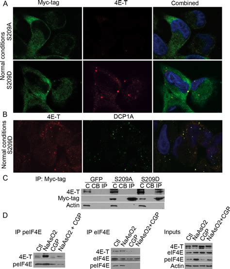 Phospho Eif E Interacts With E T And Induces De Novo Cytoplasmic