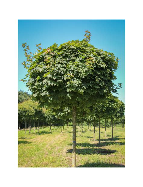 Acer Platanoides Globosum Rable Plane Boule Conditionnement Taille