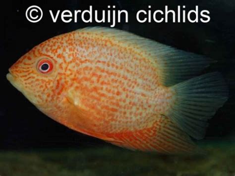 Home Verduijn Cichlids