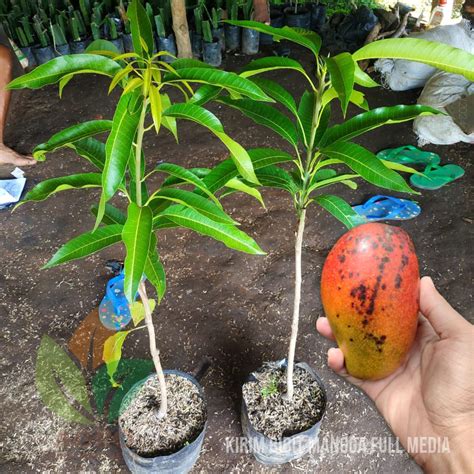 Jual Bibit Mangga Miyazaki Asal Jepang Agro Bibit ID