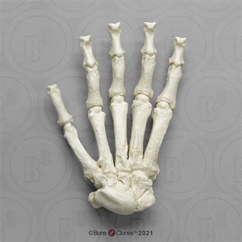 Forensic Bear Paw - Bone Clones - Osteological Reproductions