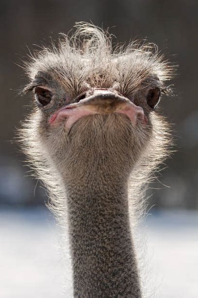 6900 Funny Ostrich Stock Photos Pictures And Royalty Free Images Istock