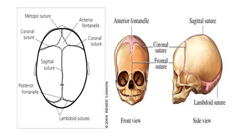 Fetal Skull And Maternal Pelvis Ppt