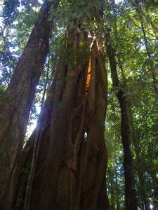 Mary Cairncross Scenic Reserve Sunshine Coast Rainforest