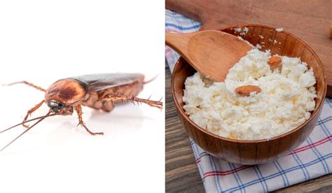 [Watch] Too Many Cockroaches At Home? Here Are 3 Ingredients You Can ...