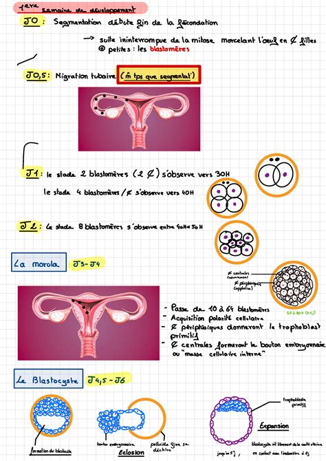 1ère semaine dvlpt embryogenèse biologie 1ere semaine de