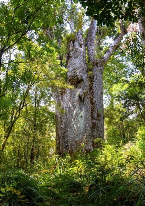 Kauri Nz Nurseries