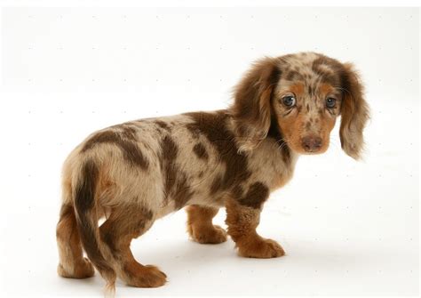 Cute Puppy Weiner Dogs (#3250924) - HD Wallpaper & Backgrounds Download