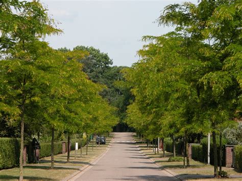 Gleditsia Triacanthos Sunburst Gleditsia Triacanthos Sunburst