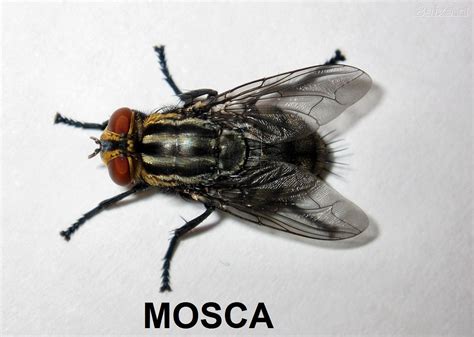 Que Horas Voam Dormindo Leia Aqui Quantas Horas A Mosca Dorme