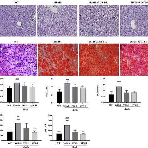 Oil Red O Staining Of Hepg2 Cells Inhibitory Effect Of Aoe On Lipid