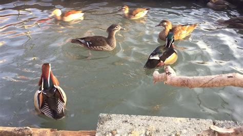 Immature Hooded Merganser Courting Youtube