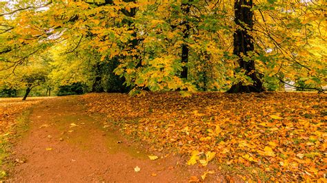 Free picture: wood, landscape, leaf, nature, tree, autumn, forest, plant