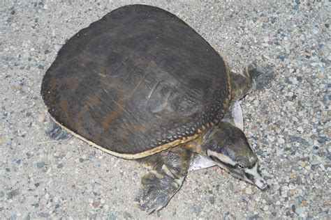 Florida Softshell Turtle Facts Habitat Diet Life Cycle Baby Pictures