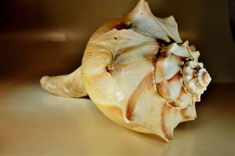 Conch shell stock photo. Image of bulb, french, fish - 130376978