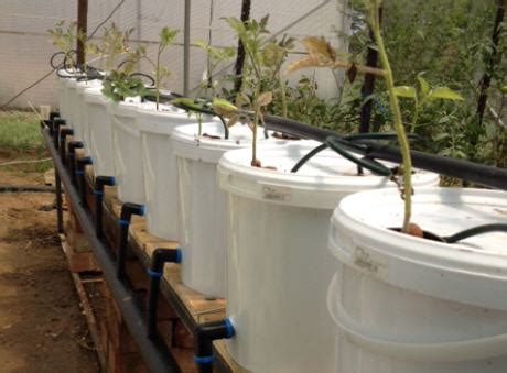 How To Build A Dutch Bucket Plant Grow Area For Your Aquaponics System