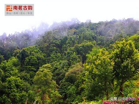 南糯山：雲南古樹茶第一山 每日頭條