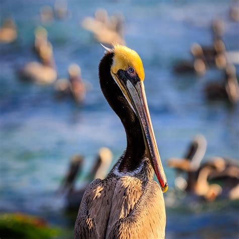 An Eventful Afternoon at Windansea Beach - Steve Skinner Photography