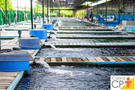 Preparação dos viveiros de peixes Criação de Peixes