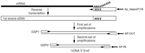 4 Schematic Of 3RACE3RACE Rapid Amplification Of CDNA Ends