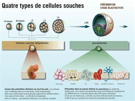 Les Cellules Souches