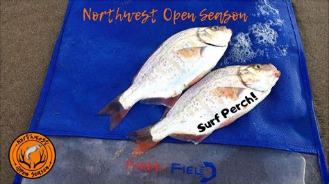 Surf Perch Fishing The Oregon Coast Tips And How To Youtube