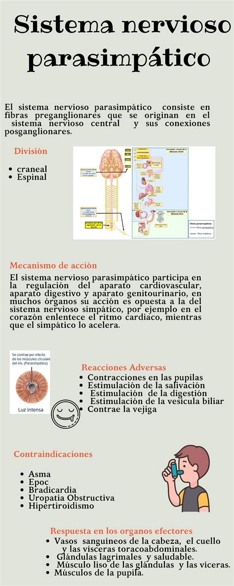 Infografia Sistema Nervioso Parasimp Tico Y Simp Tico El Sistema