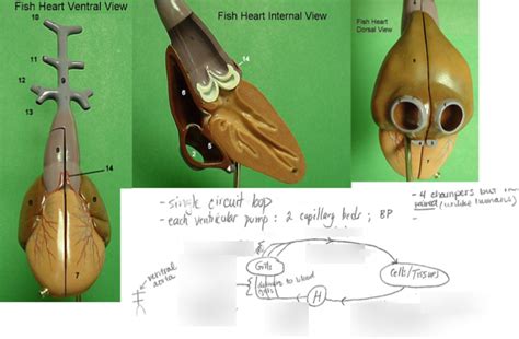 Fish Heart Diagram