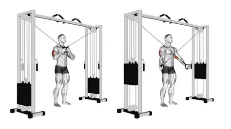 Mastering Triceps Cable Workouts: Your Path To Strong And, 58% OFF