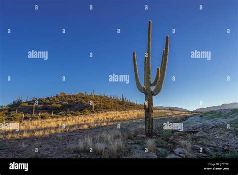tonto national forest cactus stock  tonto national forest
