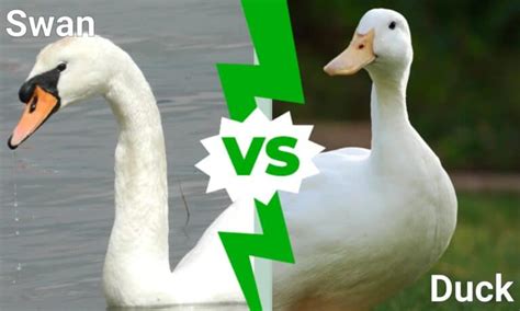 Swan vs Duck: 5 Key Differences - A-Z Animals