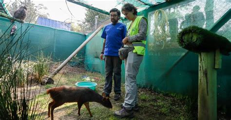 Pud Es Y Monitos Del Monte Afectados Por Incendios Ministra Del Medio