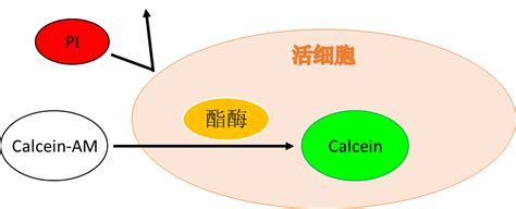 Elabsciencecalcein Am Pi