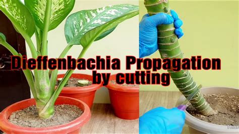 Dieffenbachia Propagation By Cutting L How To Multiply Dieffenbachia