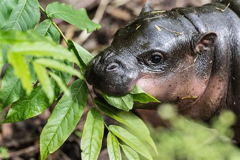 SOS Endangered Animal Species coin from Niue spotlights the plight of ...