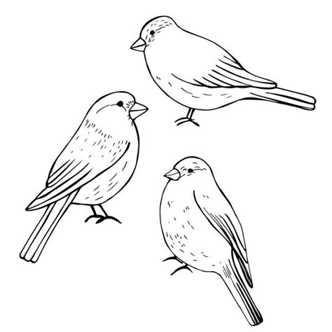 Bird Watching Vector Illustrations Royalty Free Vector Graphics And Clip