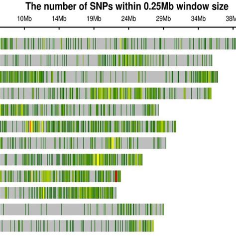 Genetic Map Showing Distribution Of 4646 Polymorphic SNPs On 12