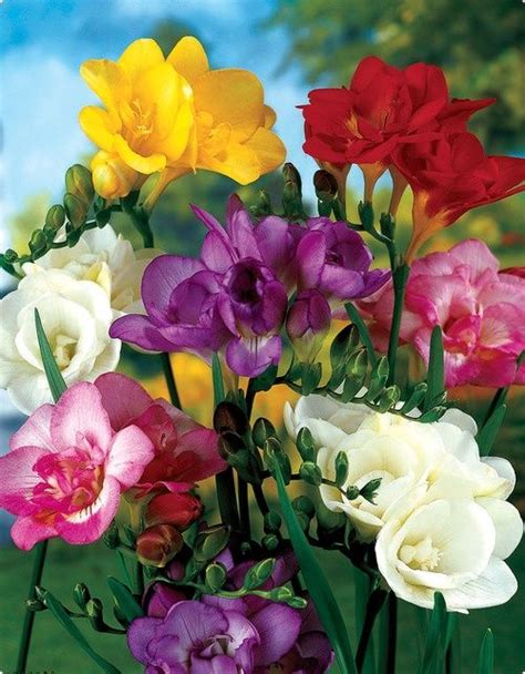 Double Freesia Double Freesia Love The Smell Bulb Flowers